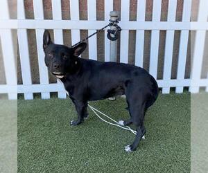 Mutt Dogs for adoption in Modesto, CA, USA