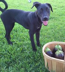 Greyhound-Labrador Retriever Mix Dogs for adoption in miami, FL, USA