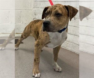 American Pit Bull Terrier Dogs for adoption in San Bernardino, CA, USA