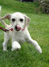 Border Terrier-Unknown Mix Dogs for adoption in Tacoma, WA, USA