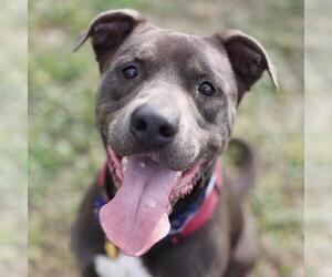 American Staffordshire Terrier-Unknown Mix Dogs for adoption in San Antonio, TX, USA