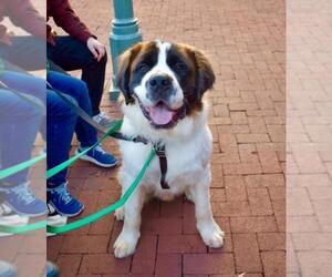 Saint Bernard Dogs for adoption in Washington, DC, USA