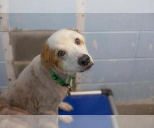 Bordernese Dogs for adoption in Mountain Home, AR, USA