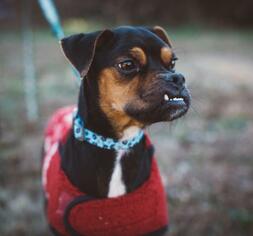 Medium Photo #1 Boxer-Miniature Pinscher Mix Puppy For Sale in Atlanta, GA, USA