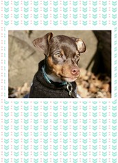 American Rat Pinscher Dogs for adoption in Genoa City, WI, USA