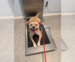 American Pit Bull Terrier-Unknown Mix Dogs for adoption in Ocala, FL, USA