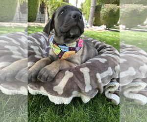 Anatolian Shepherd-Mastiff Mix Dogs for adoption in Goodyear, AZ, USA