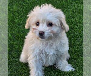 Maltipoo (Miniature) Dogs for adoption in San Diego, CA, USA