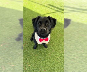 Labrador Retriever Dogs for adoption in Downey, CA, USA