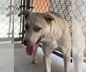 Mutt Dogs for adoption in Redlands, CA, USA