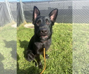 German Shepherd Dog Dogs for adoption in Germantown, OH, USA