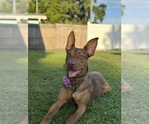 Doberman Pinscher-German Shepherd Dog Mix Dogs for adoption in Valrico, FL, USA