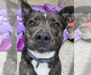 Mutt Dogs for adoption in Martinsburg, WV, USA
