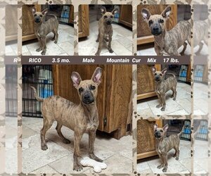 Mountain Cur-Unknown Mix Dogs for adoption in Mesa, AZ, USA