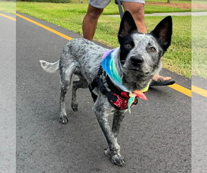 Mutt Dogs for adoption in Garden City, NY, USA