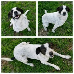 Jack Russell Terrier-Unknown Mix Dogs for adoption in Decatur, AL, USA