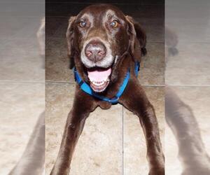 Labrador Retriever Dogs for adoption in San Antonio, TX, USA