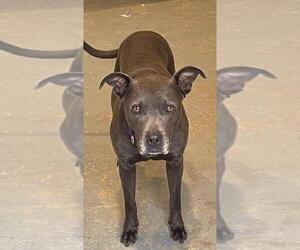 American Pit Bull Terrier-Bulldog Mix Dogs for adoption in Fredericksburg, VA, USA