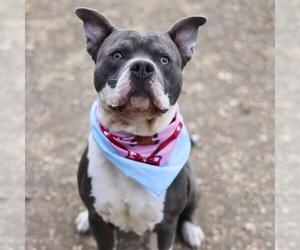 American Staffordshire Terrier-Unknown Mix Dogs for adoption in San Antonio, TX, USA