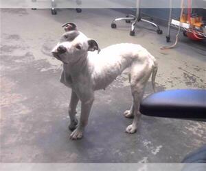 American Staffordshire Terrier-Unknown Mix Dogs for adoption in Tallahassee, FL, USA