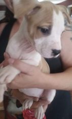 Medium Photo #1 American Pit Bull Terrier-Unknown Mix Puppy For Sale in Peoria, AZ, USA