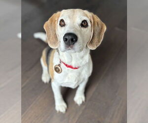 Beagle Dogs for adoption in Rockaway, NJ, USA