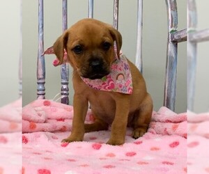 Puggle Dogs for adoption in Meridian, MS, USA