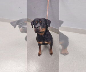 Rottweiler-Unknown Mix Dogs for adoption in Las Vegas, NV, USA