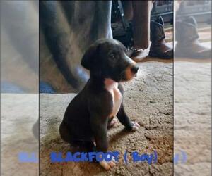 Daniff Dogs for adoption in BULLARD, TX, USA