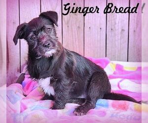 Pembroke Welsh Corgi-Unknown Mix Dogs for adoption in Tustin, CA, USA