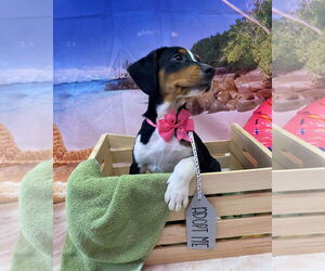 Beagle-Unknown Mix Dogs for adoption in Sanford, FL, USA