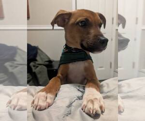 Retriever -Unknown Mix Dogs for adoption in Woodbury, NY, USA