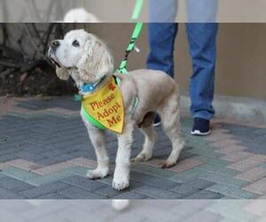 Cocker Spaniel Dogs for adoption in Mission Viejo, CA, USA