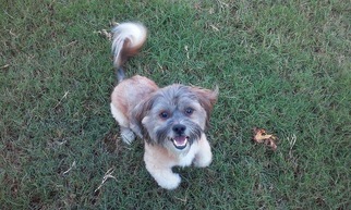 Shih Apso Dogs for adoption in Little Rock, AR, USA