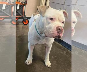 Bulldog-Unknown Mix Dogs for adoption in Rockwall, TX, USA