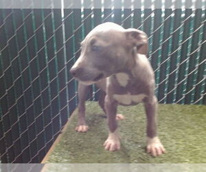 American Pit Bull Terrier-Unknown Mix Dogs for adoption in Downey, CA, USA
