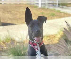 German Shepherd Dog-Unknown Mix Dogs for adoption in Martinez, CA, USA
