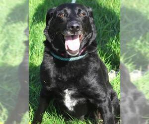 Labrador Retriever-Unknown Mix Dogs for adoption in Thief River Falls, MN, USA