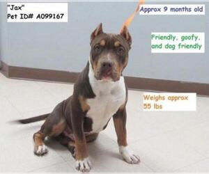American Staffordshire Terrier Dogs for adoption in Oak Bluffs, MA, USA