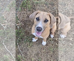 Labrador Retriever-Unknown Mix Dogs for adoption in The Woodlands, TX, USA