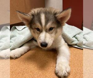 Siberian Husky Dogs for adoption in Martinez, CA, USA