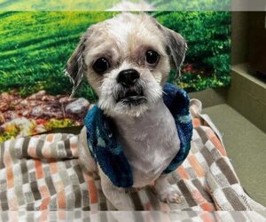 Shih Tzu-Unknown Mix Dogs for adoption in Moreno Valley, CA, USA