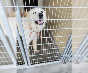 Great Pyrenees Dogs for adoption in Texas City, TX, USA