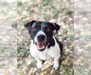 Border Collie Dogs for adoption in Rossville, TN, USA