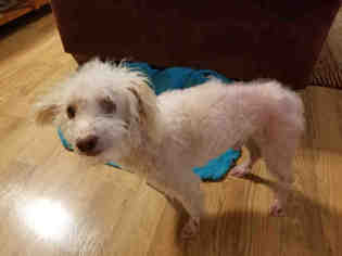 Poodle (Miniature) Dogs for adoption in San Antonio, TX, USA