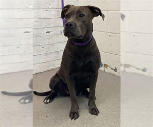 Mutt Dogs for adoption in San Bernardino, CA, USA