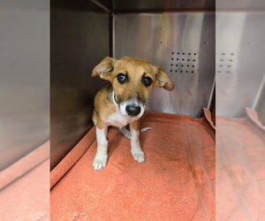 Dachshund-Unknown Mix Dogs for adoption in Rancho Cucamonga, CA, USA