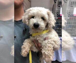 Poodle (Miniature) Dogs for adoption in Hanford, CA, USA