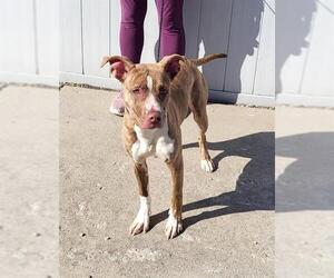 American Pit Bull Terrier-Unknown Mix Dogs for adoption in Louisville, KY, USA