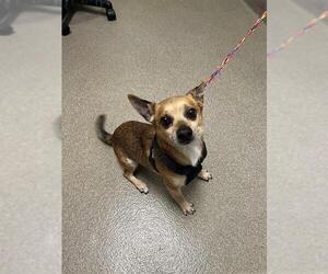 Chihuahua-Unknown Mix Dogs for adoption in Las Vegas, NV, USA